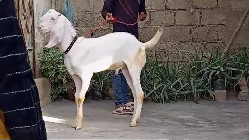 bakra 4