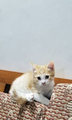 Brown and White Semi Persian