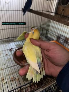 Lovebird03072925911