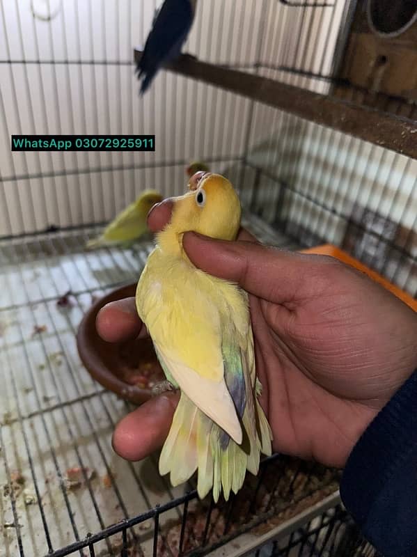 Lovebird03072925911 0