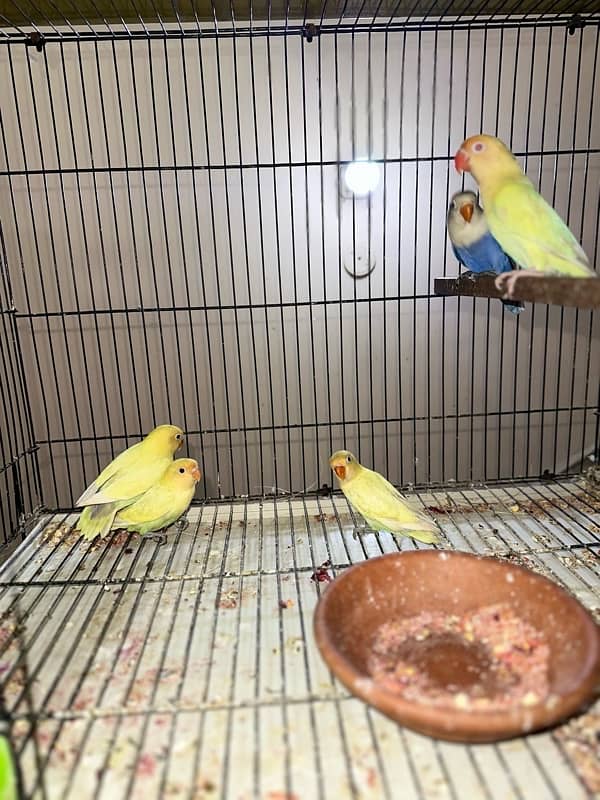 Lovebird03072925911 1