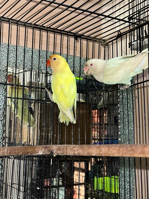 Lovebird03072925911 6