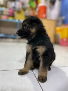 German Shepherd Long Coat Black Mask Puppies Available