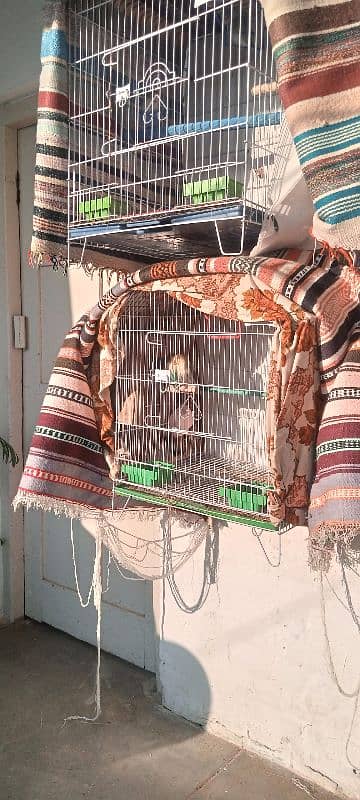 lovebird breeder pair with cage and all accessories & box 2