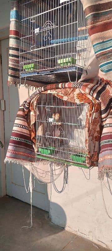 lovebird breeder pair with cage and all accessories & box 4