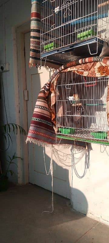 lovebird breeder pair with cage and all accessories & box 5