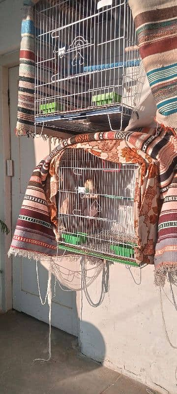 lovebird breeder pair with cage and all accessories & box 6