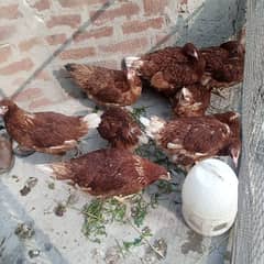 lohman brown hens for sale. . . . starter on eggs