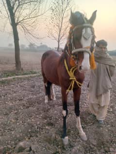 2 horse hen abi 4hen new 5 lag rahy hen saaf naza Baz hen video hy