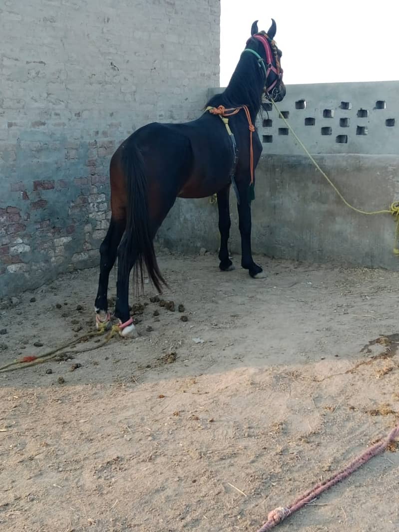 2 horse hen abi 4hen new 5 lag rahy hen saaf naza Baz hen video hy 4