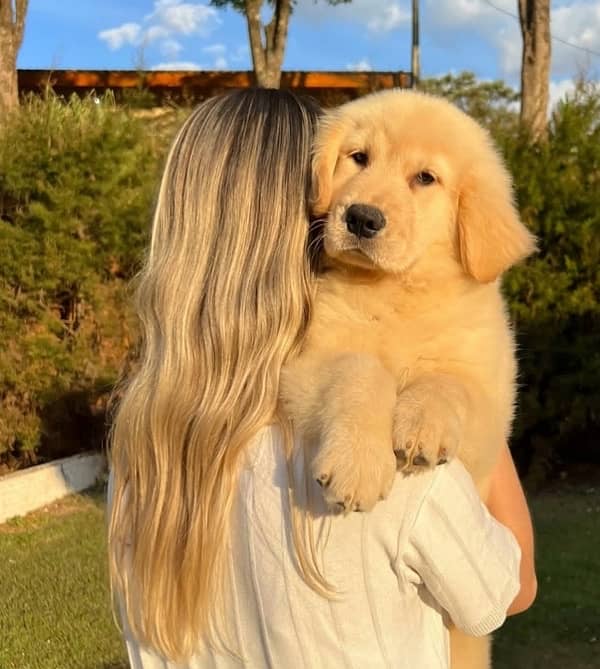 Golden Retriever Puppies 0