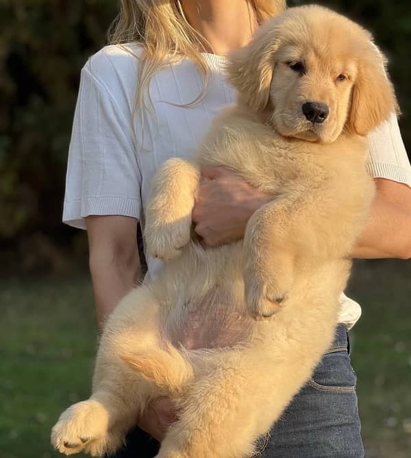 Golden Retriever Puppies 1