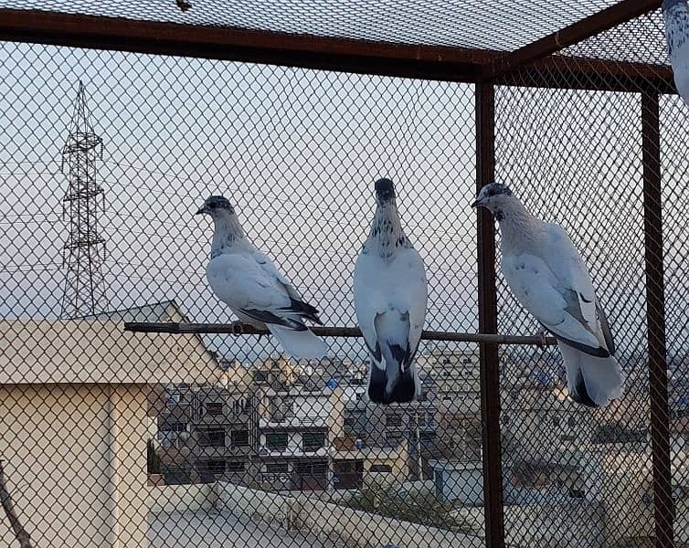 Pigeons / Kabootar for sale 0