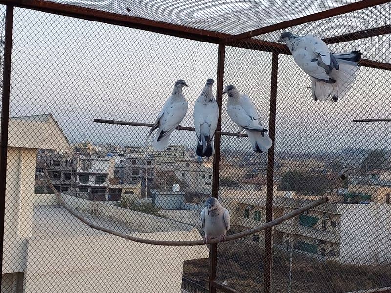 Pigeons / Kabootar for sale 1