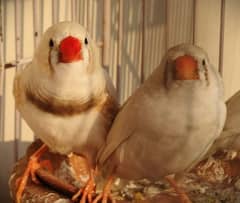 zebra Finch