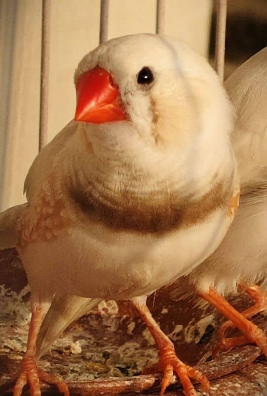 zebra Finch 2