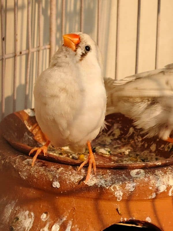 zebra Finch 3