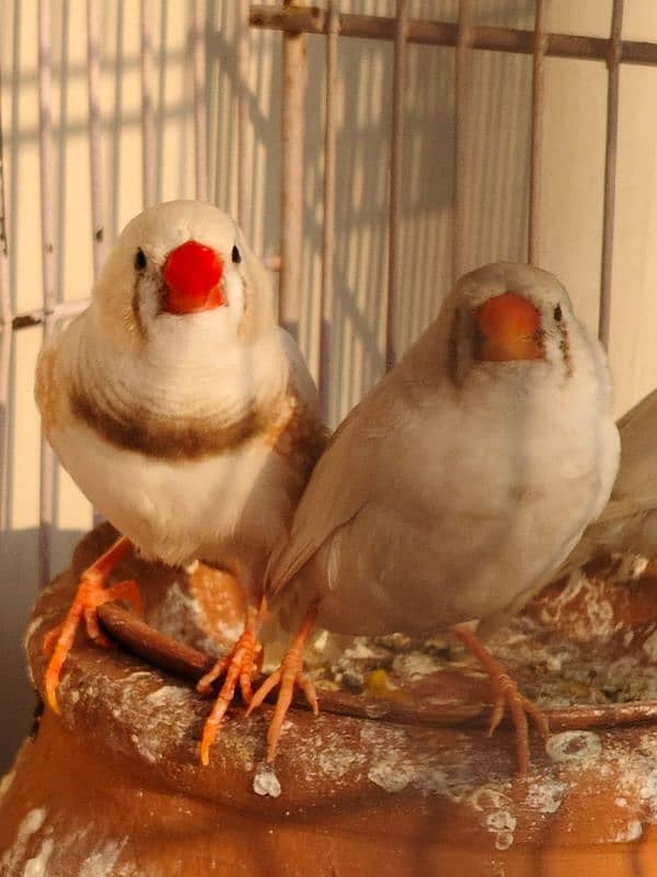 zebra Finch 4