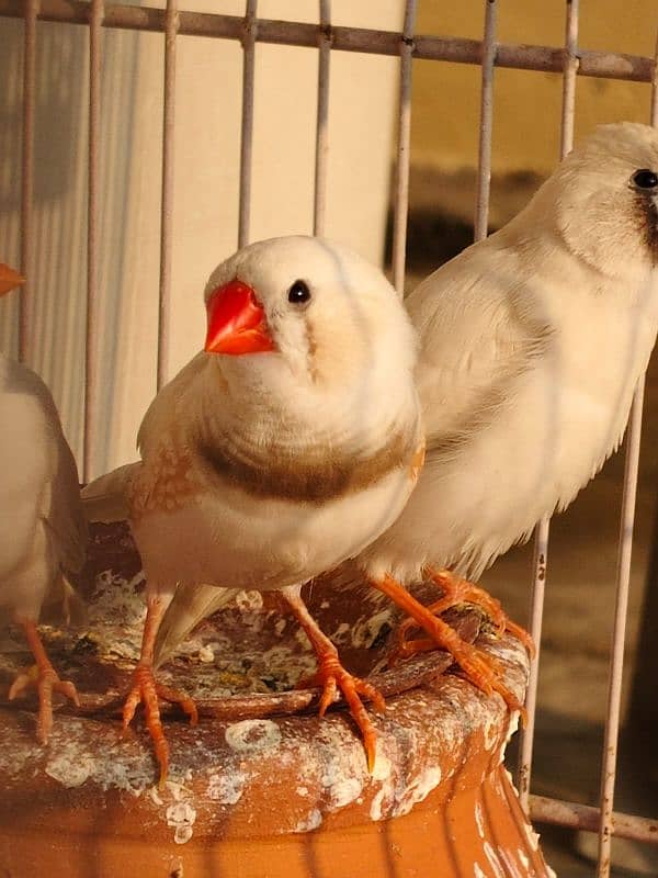 zebra Finch 5