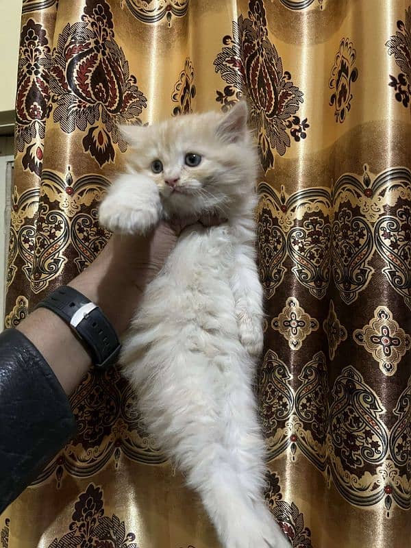 Persian punch face kittens male female both available 0