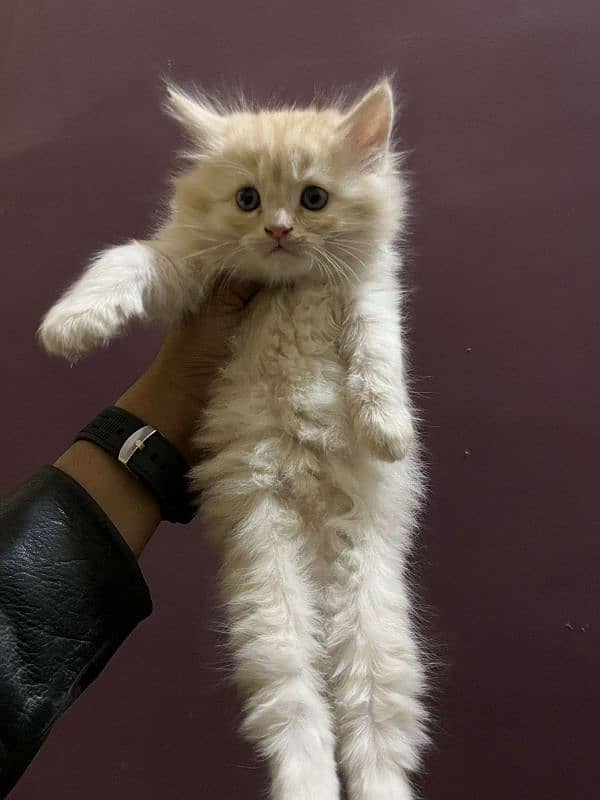 Persian punch face kittens male female both available 1