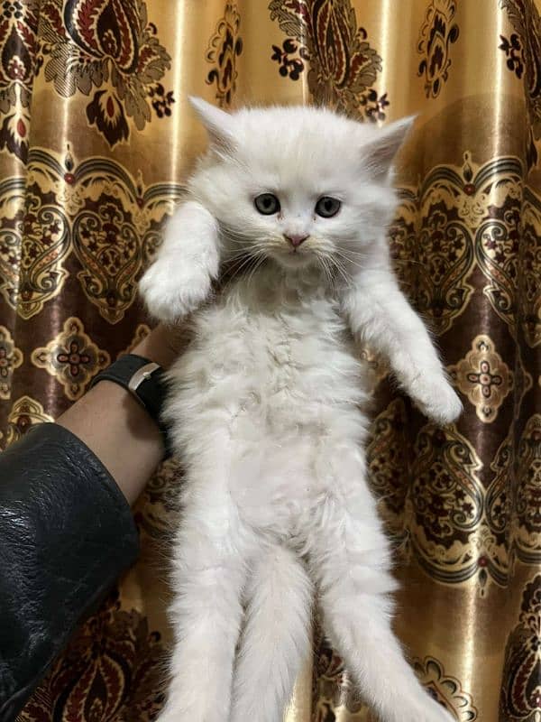 Persian punch face kittens male female both available 2