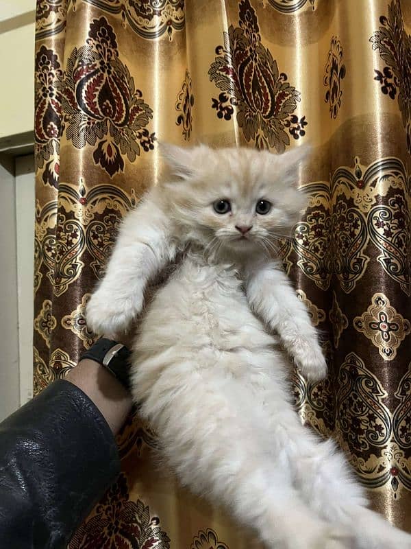 Persian punch face kittens male female both available 3