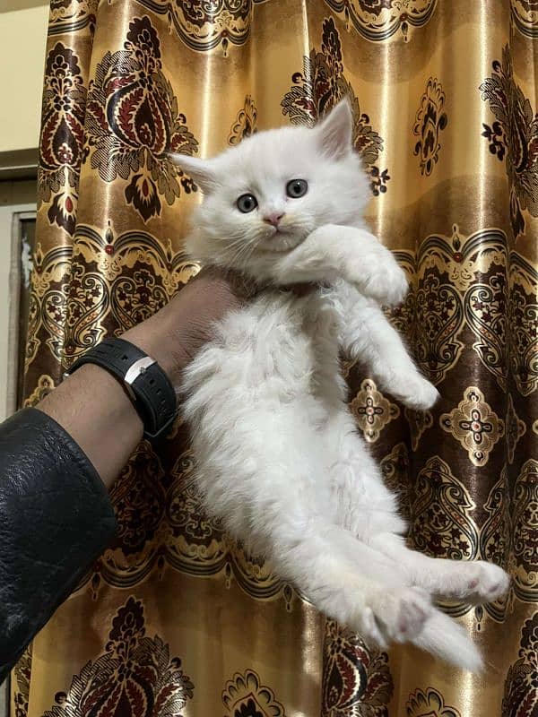 Persian punch face kittens male female both available 4