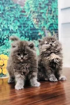 quality Persian panch face cate & kittan male female both available h