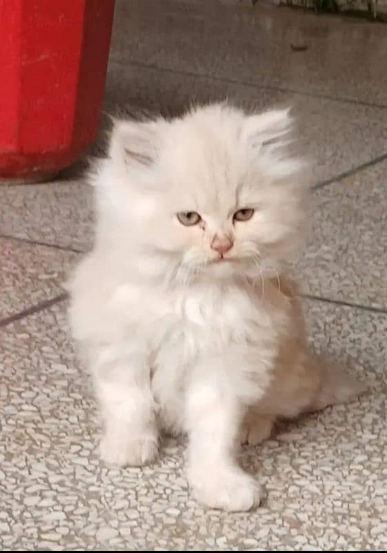 quality Persian panch face cate & kittan male female both available h 1