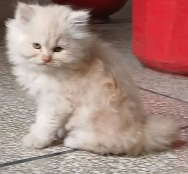 quality Persian panch face cate & kittan male female both available h 2