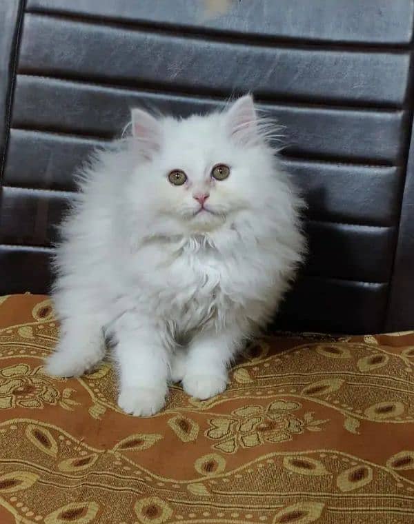 quality Persian panch face cate & kittan male female both available h 0