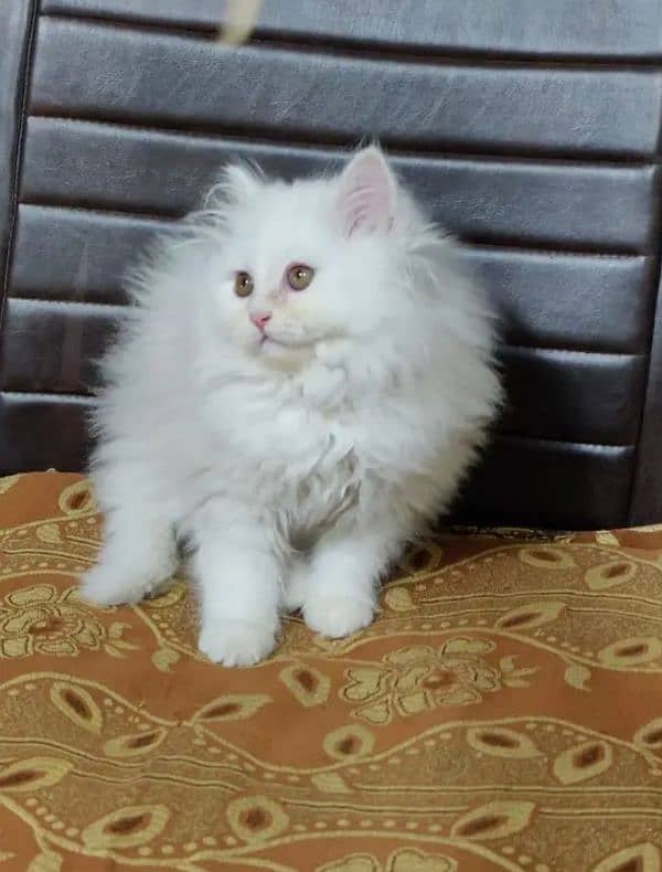 quality Persian panch face cate & kittan male female both available h 1