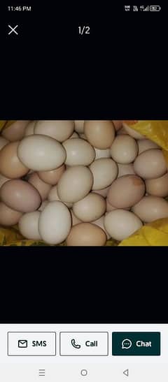 Desi eggs available