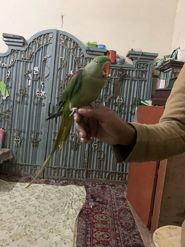 raw parrot female for sale 0