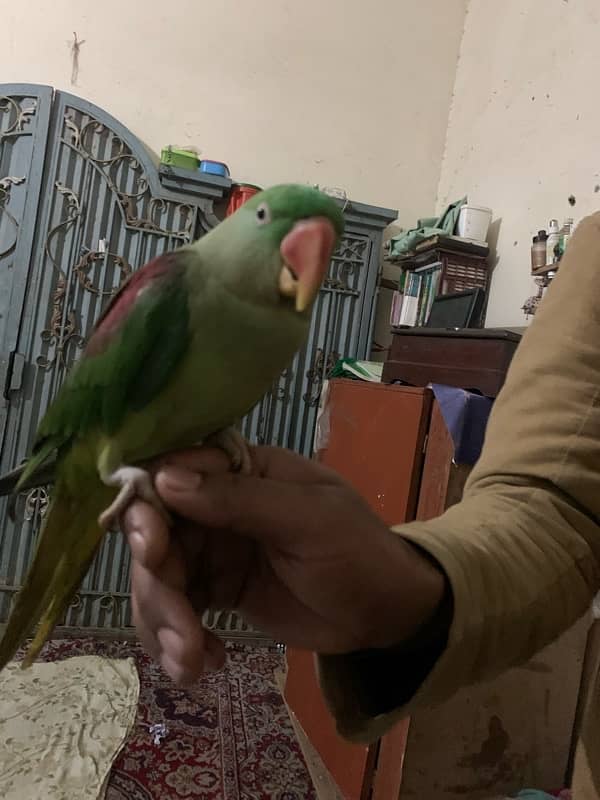 raw parrot female for sale 1