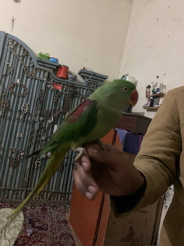 raw parrot female for sale 2