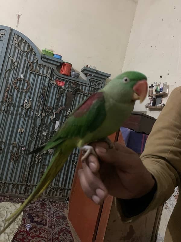 raw parrot female for sale 3