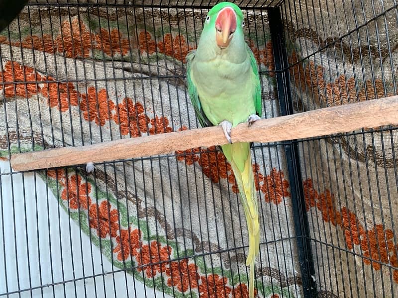 raw parrot female for sale 4