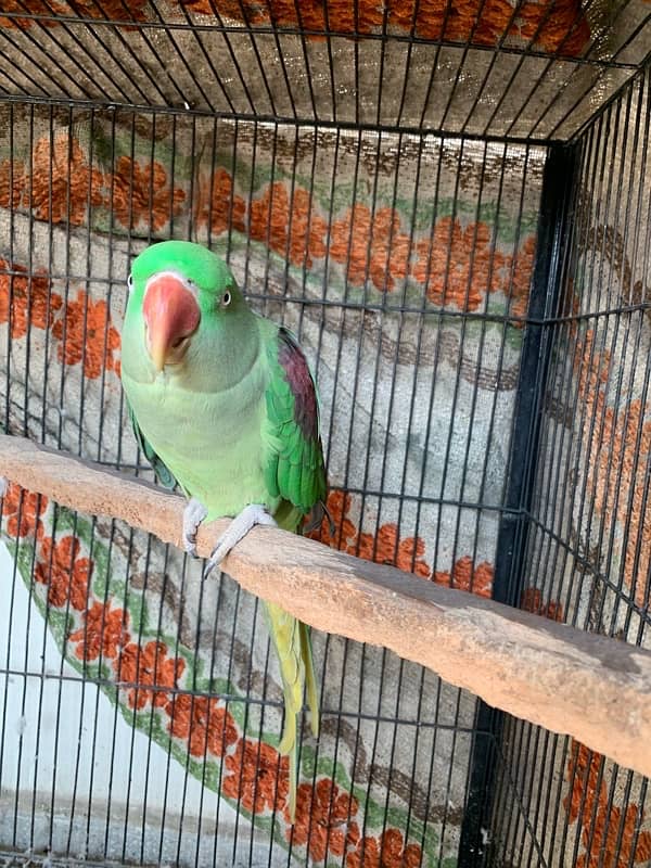 raw parrot female for sale 5