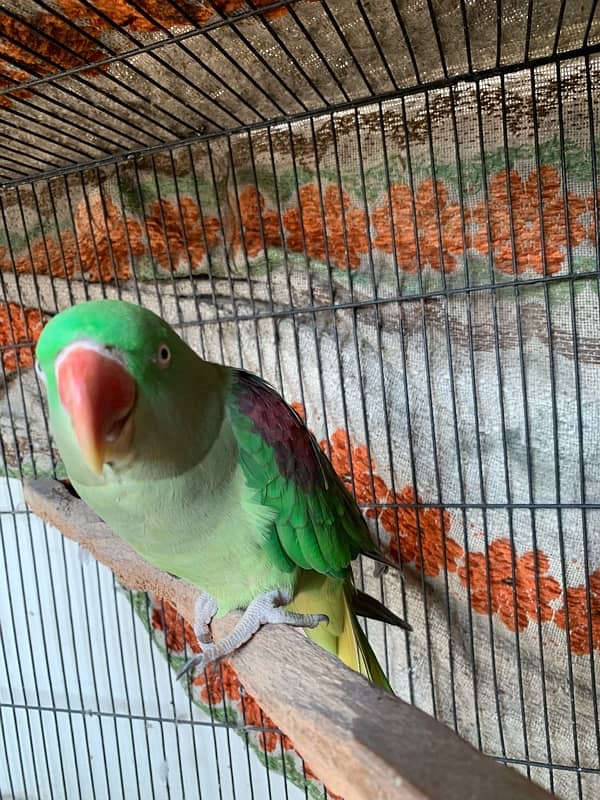 raw parrot female for sale 6