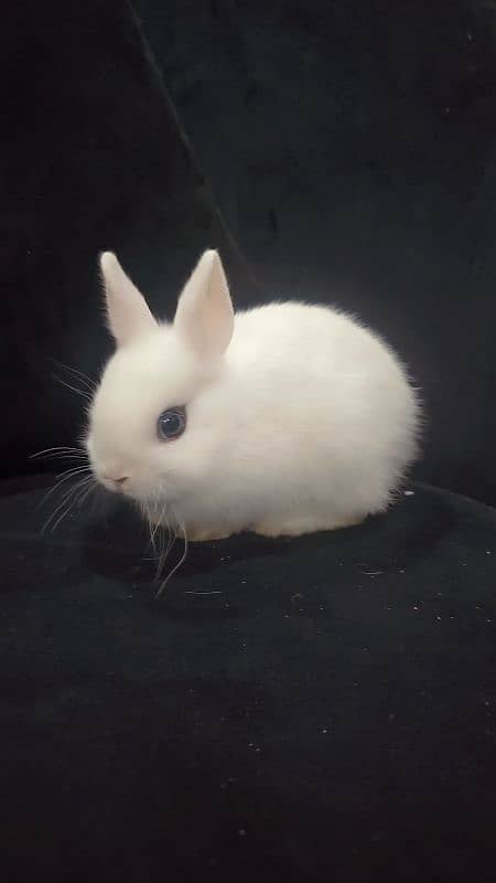 Rabbit/ rabbit for sale / hotot rabbit / Bunnies / Hotot Dwarf 5