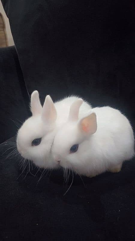 Rabbit/ rabbit for sale / hotot rabbit / Bunnies / Hotot Dwarf 6