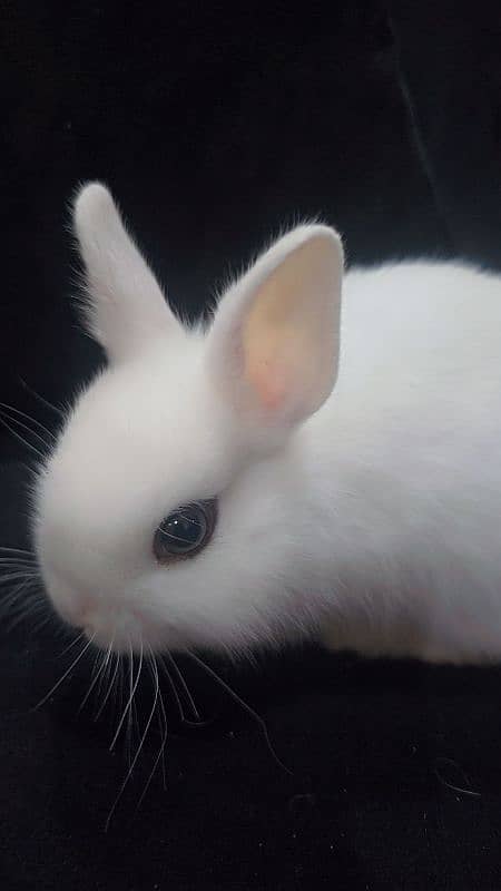 Rabbit/ rabbit for sale / hotot rabbit / Bunnies / Hotot Dwarf 7