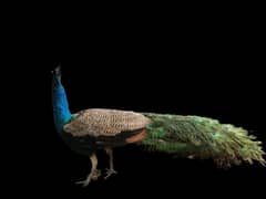 Blue shoulder PEACOCK for sale