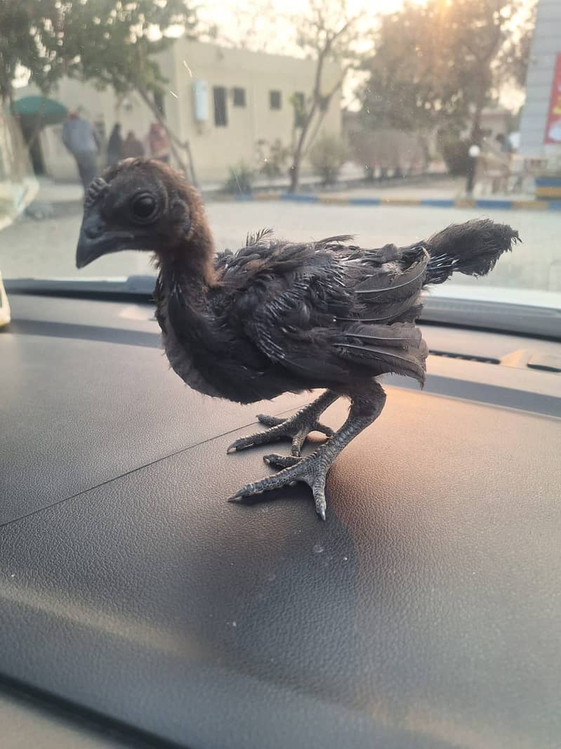 Ayam Cemani Black Tounge 4