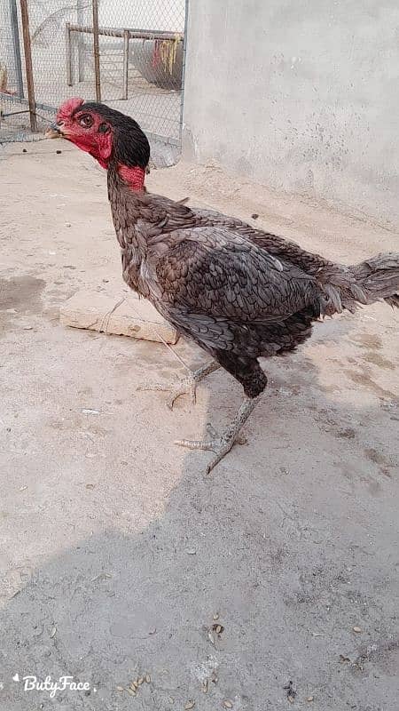 Vietnam breeder murgi for sale ak patha b for sale hi 1