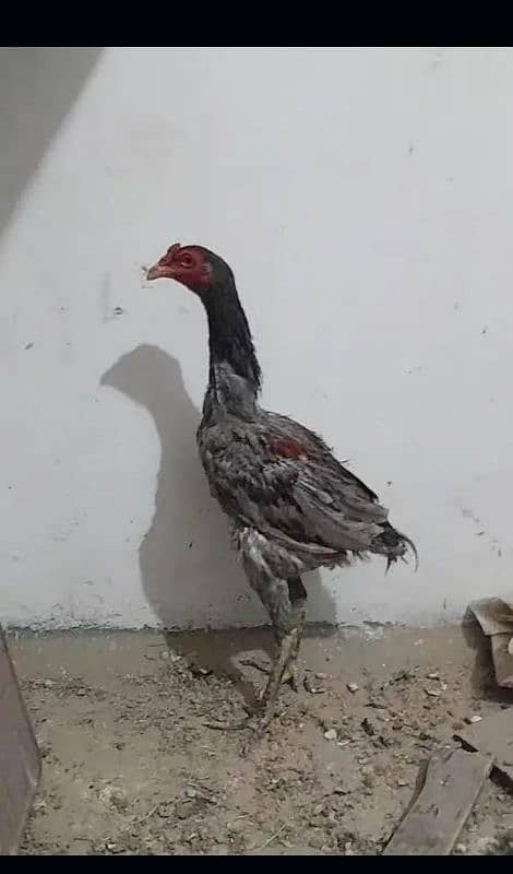 Vietnam breeder murgi for sale ak patha b for sale hi 5