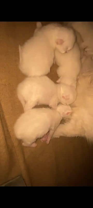 female kitten age 1 month on 25th January sale each 9.5k 0