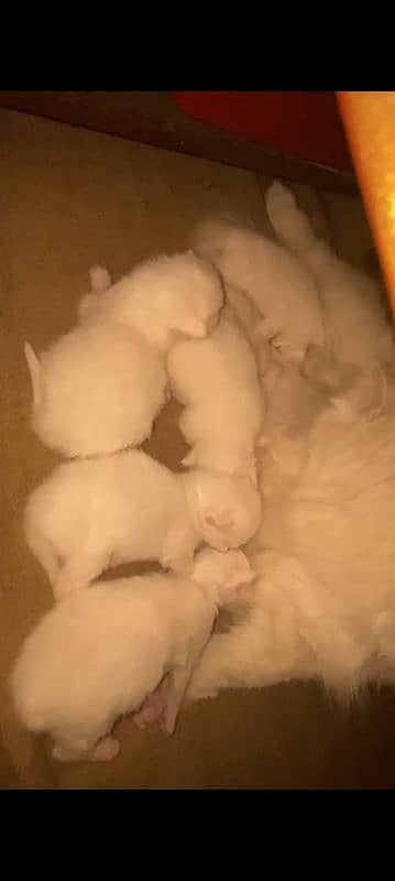 female kitten age 1 month on 25th January sale each 9.5k 5